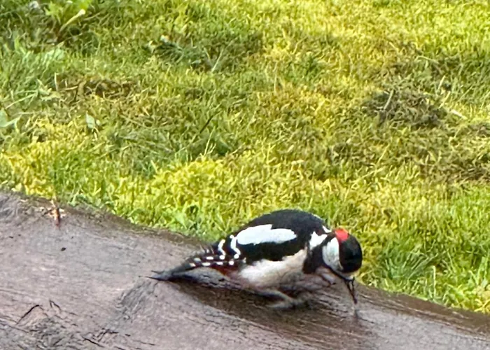 Villa Tin & Koca Tin Prestranek